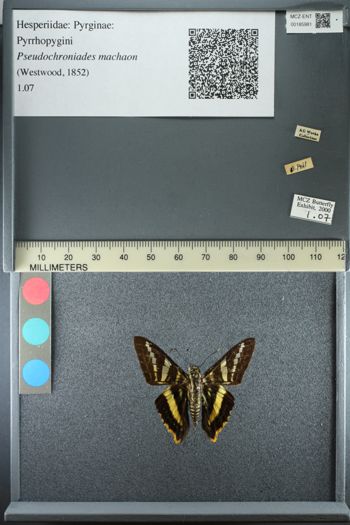 Media type: image;   Entomology 185981
